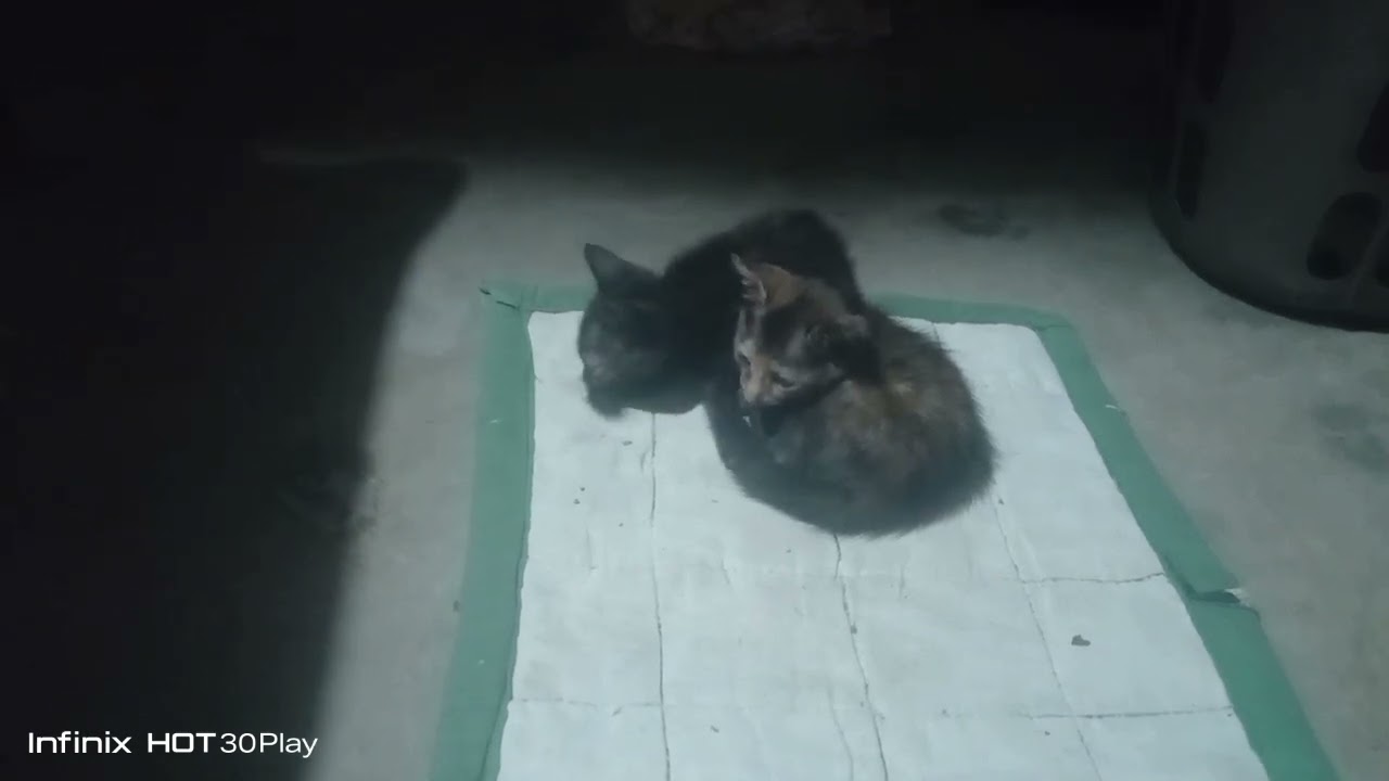 Kitty kittens