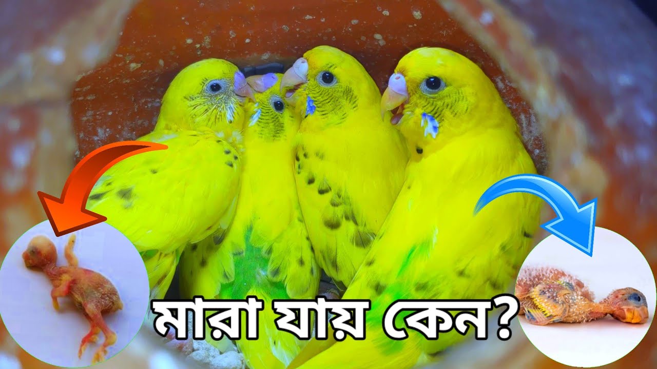 বাজরিগার পাখির বাচ্চা মারা যায় কেন?