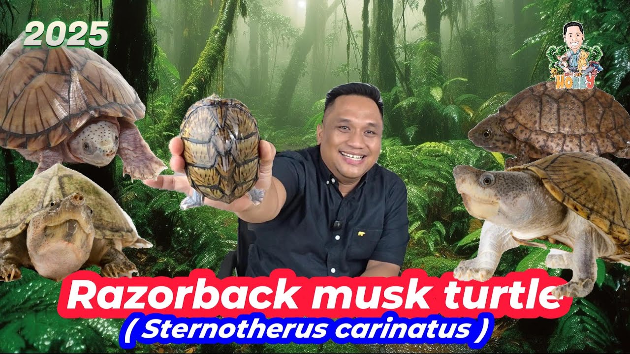 Kura bersilet Razorback musk turtle ( Sternotherus carinatus )