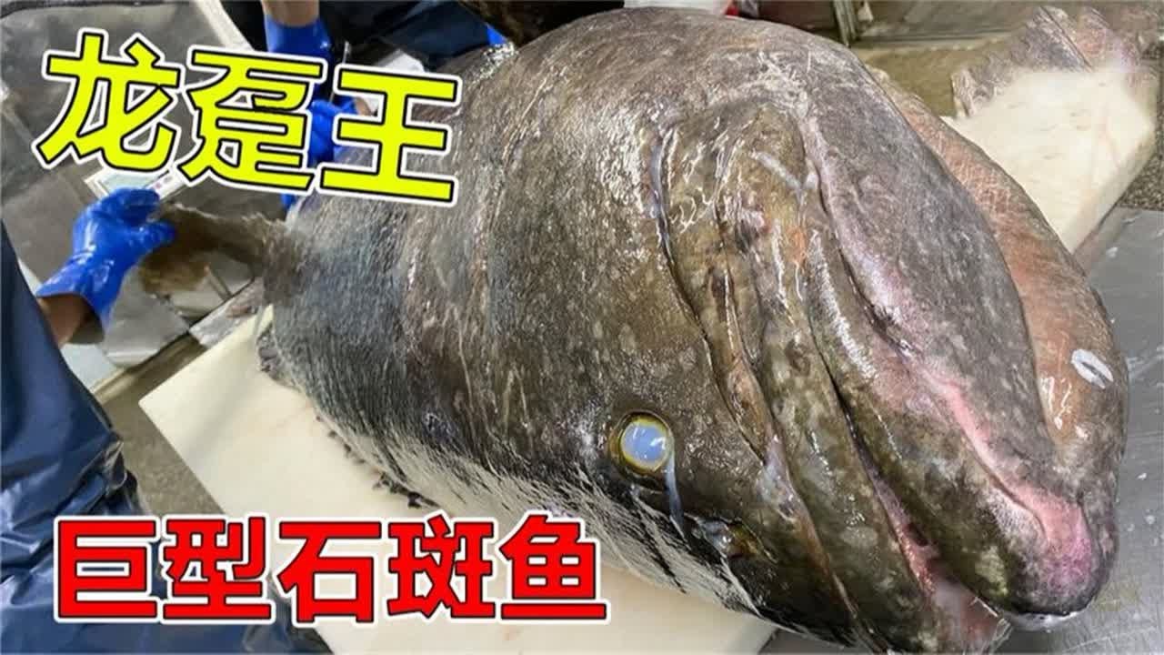 宰杀160斤的巨型龙趸石斑鱼，展示高超的切割技术！