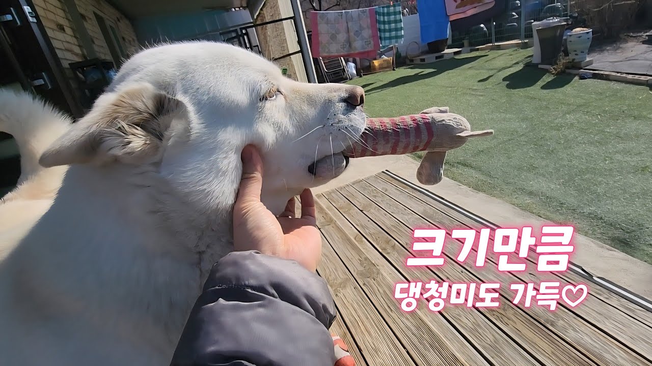우리집 왕개의  댕청미 구경하세요^^