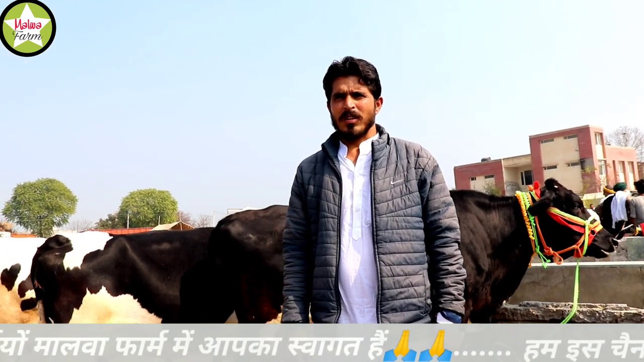HF cow's for sale mandi dabwali