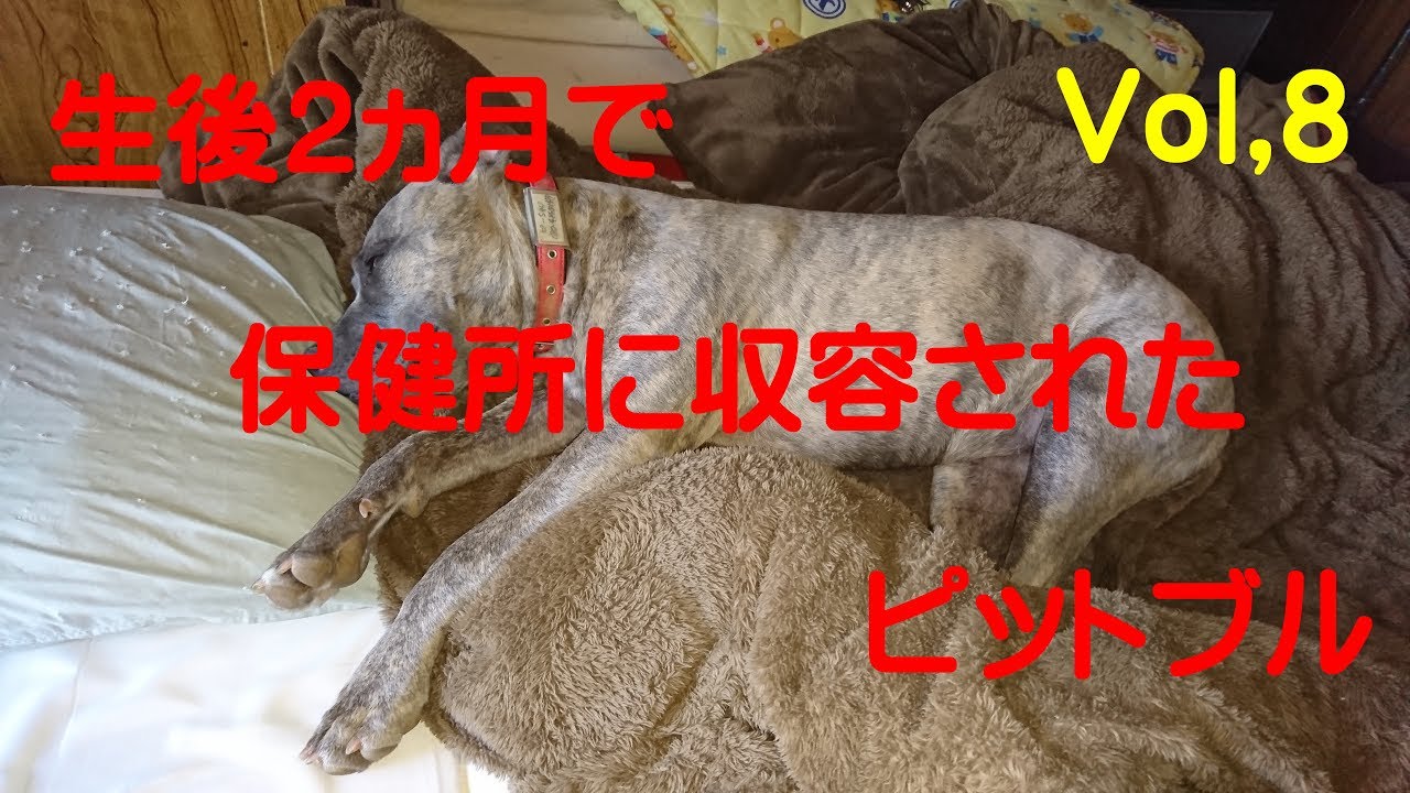 ポチ&ピーちゃん