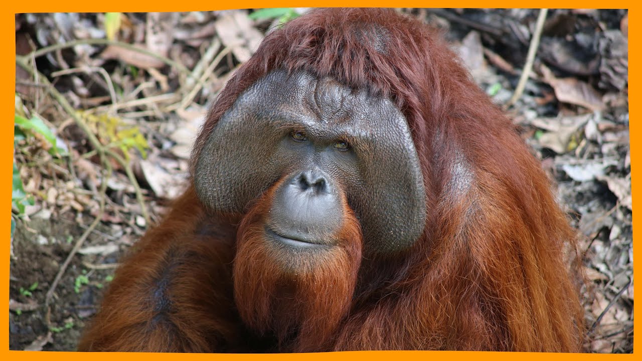The Orangutan Who Started It All | Jojo&rsquo;s Story