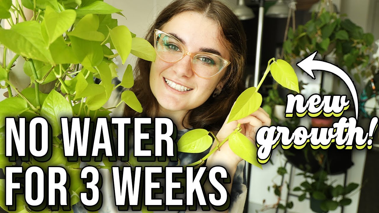 I Didn't Water My 🌿Plants🌿 For 3 Weeks...Here's The Update