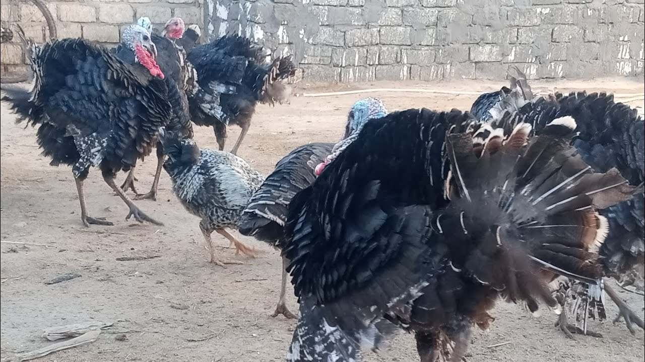 ازاي اعرف ديك الرومي 🦃أنه بالغ ويقدر يكسر واخد منه انتاج🦃👍 ممتاز