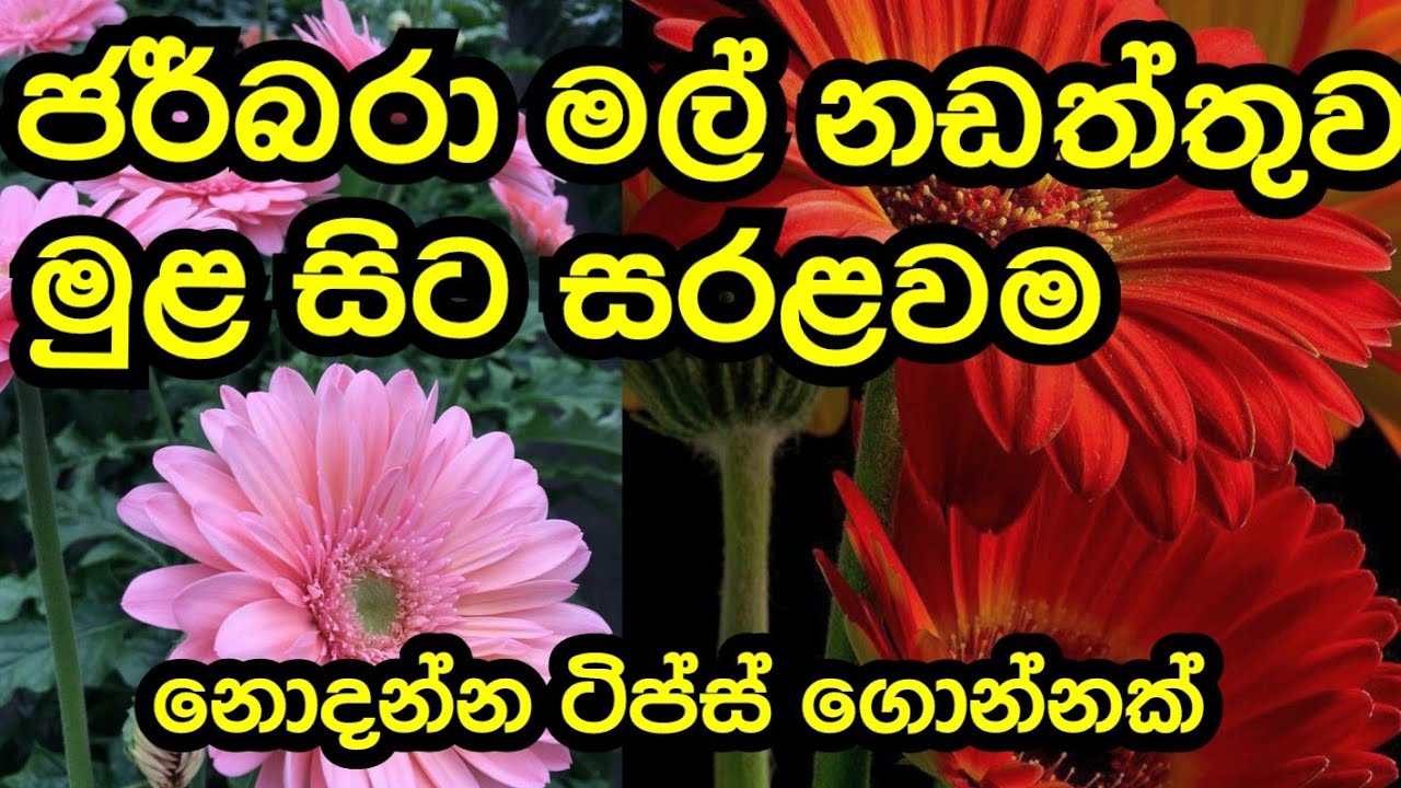 How to make gerbera  🌻🌻 #gerbera #gerberaflower #flowers #plants #tips #easygrow #wagawa #sinhala