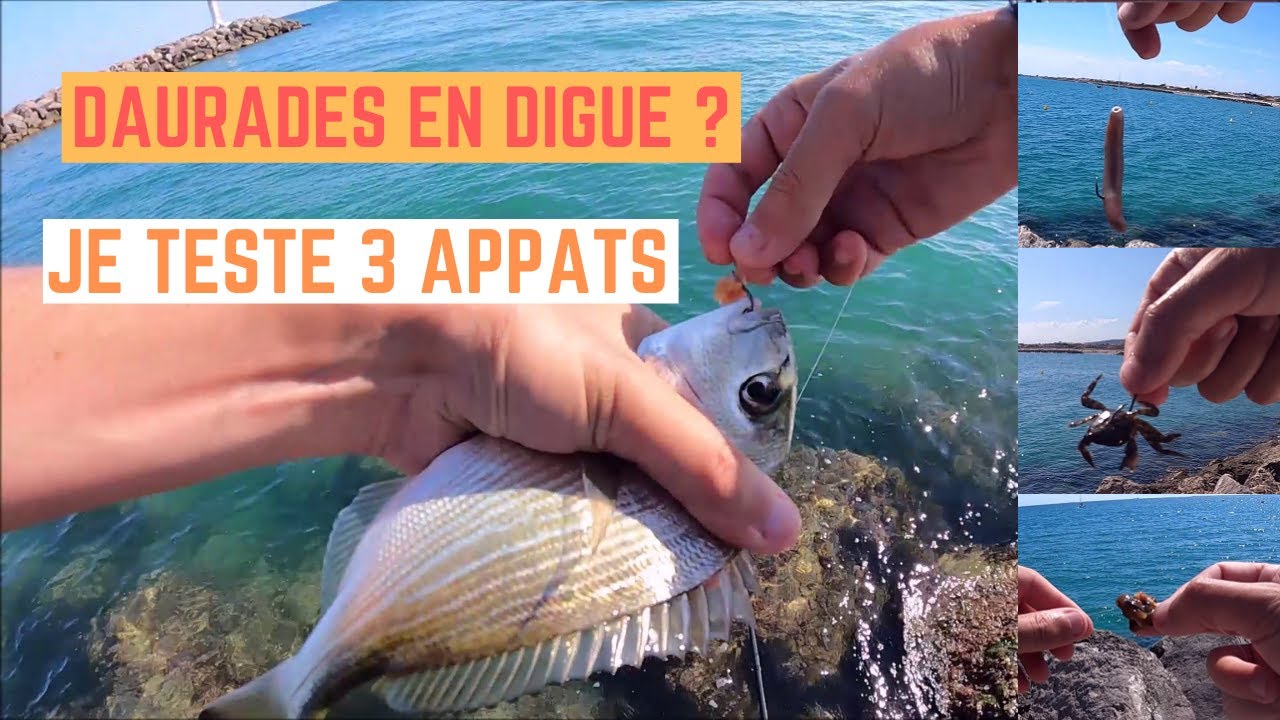 DAURADES en DIGUE à FRONTIGNAN avec 3 APPÂTS (bibi, moule, crabe)