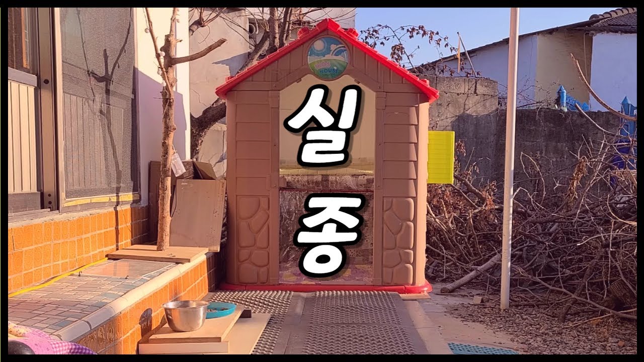 마당 냥이가족이 모두 사라졌다....