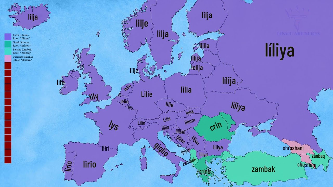 Flowers Across 42 Languages | European Languages Comparison