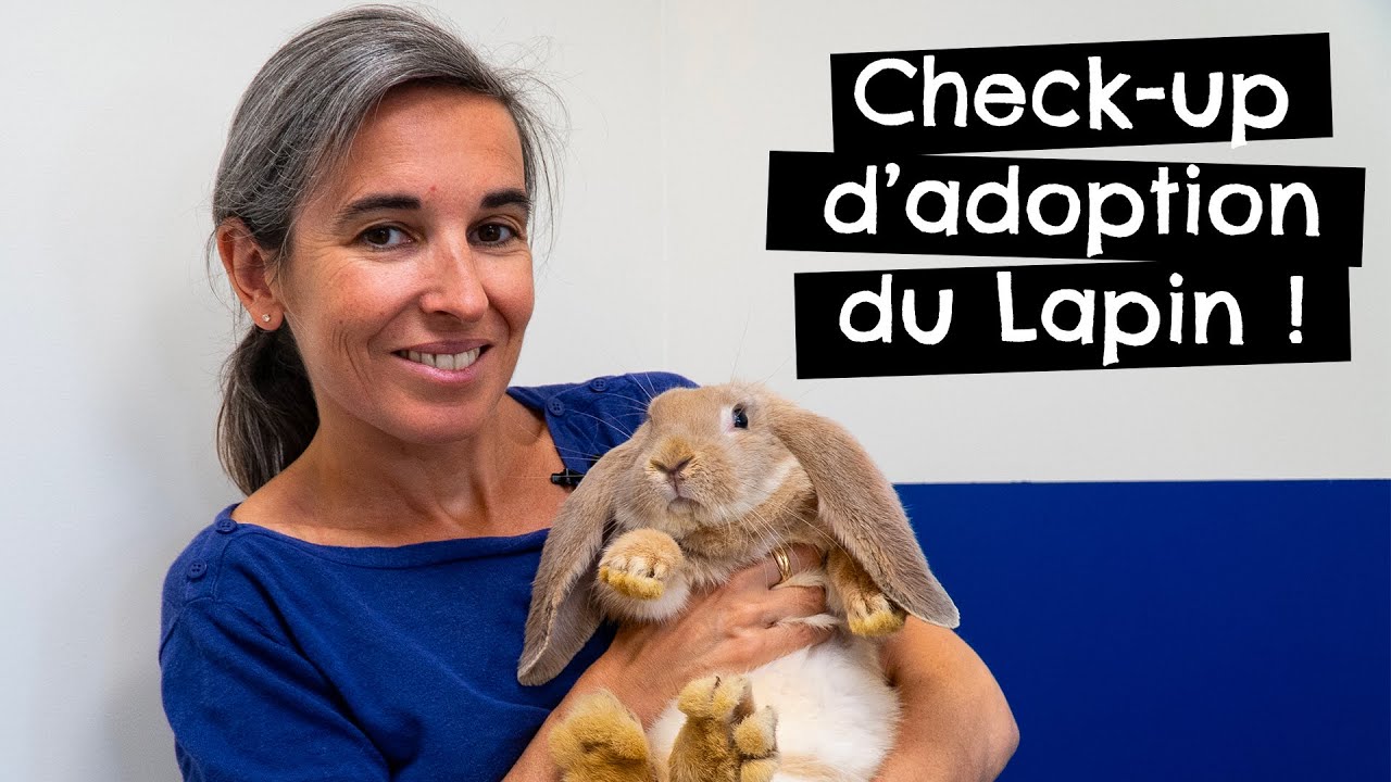 Check-up d'adoption du lapin ! 🐰