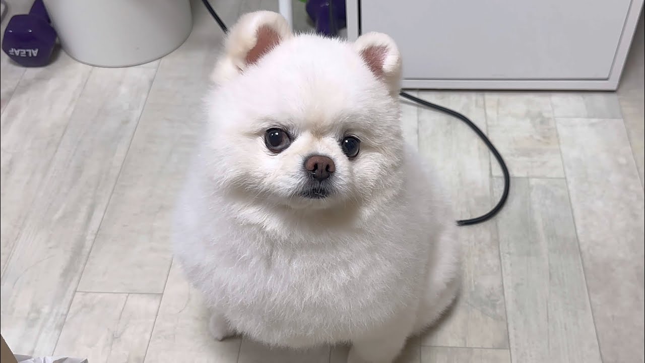 이틀 집 비웠더니 방에 찾아와서 하는 말..