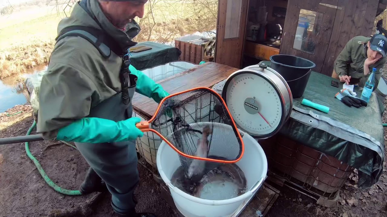 Huchenbesatz Huchenaufzucht Kinsauer Mühle
