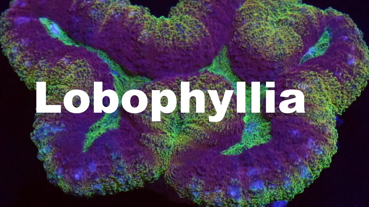 Давайте поговорим о кораллах: Lobophyllia.