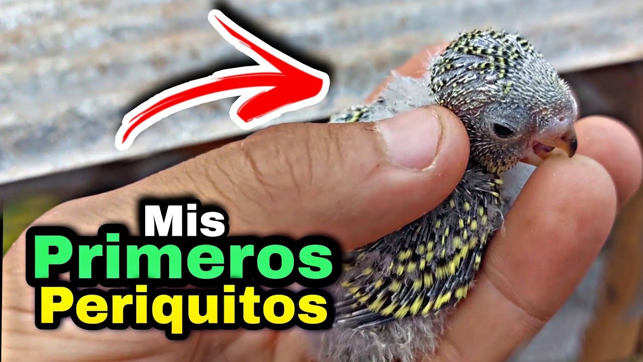 Nos NACIERON PERIQUITOS Australianos por Primera Vez!!