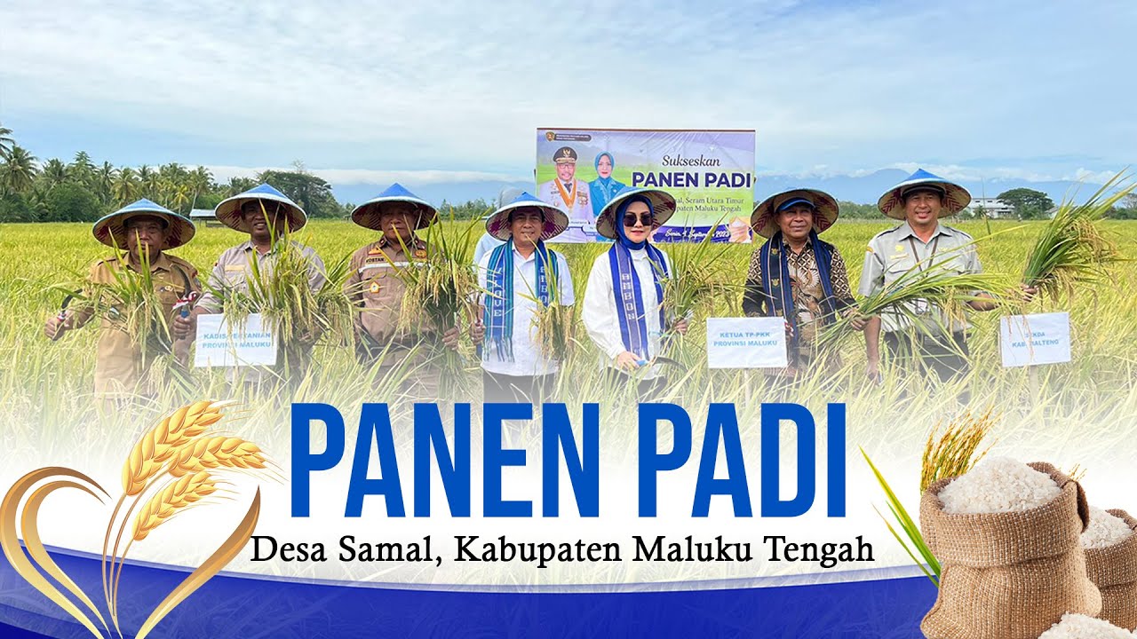 Panen Padi seluas 600 Hektar di Desa Samal, Kabupaten Maluku Tengah