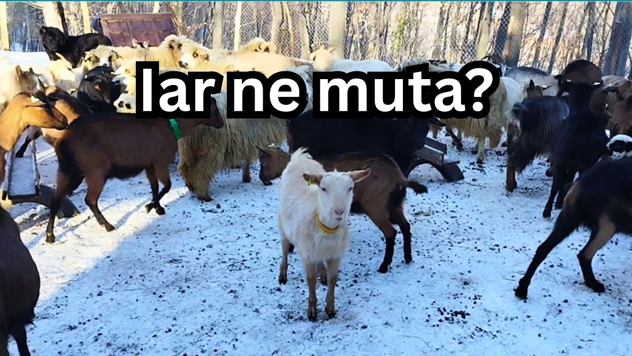 Mutam din nou iedutele | Pregatim spatiul pentru noii membri ai fermei