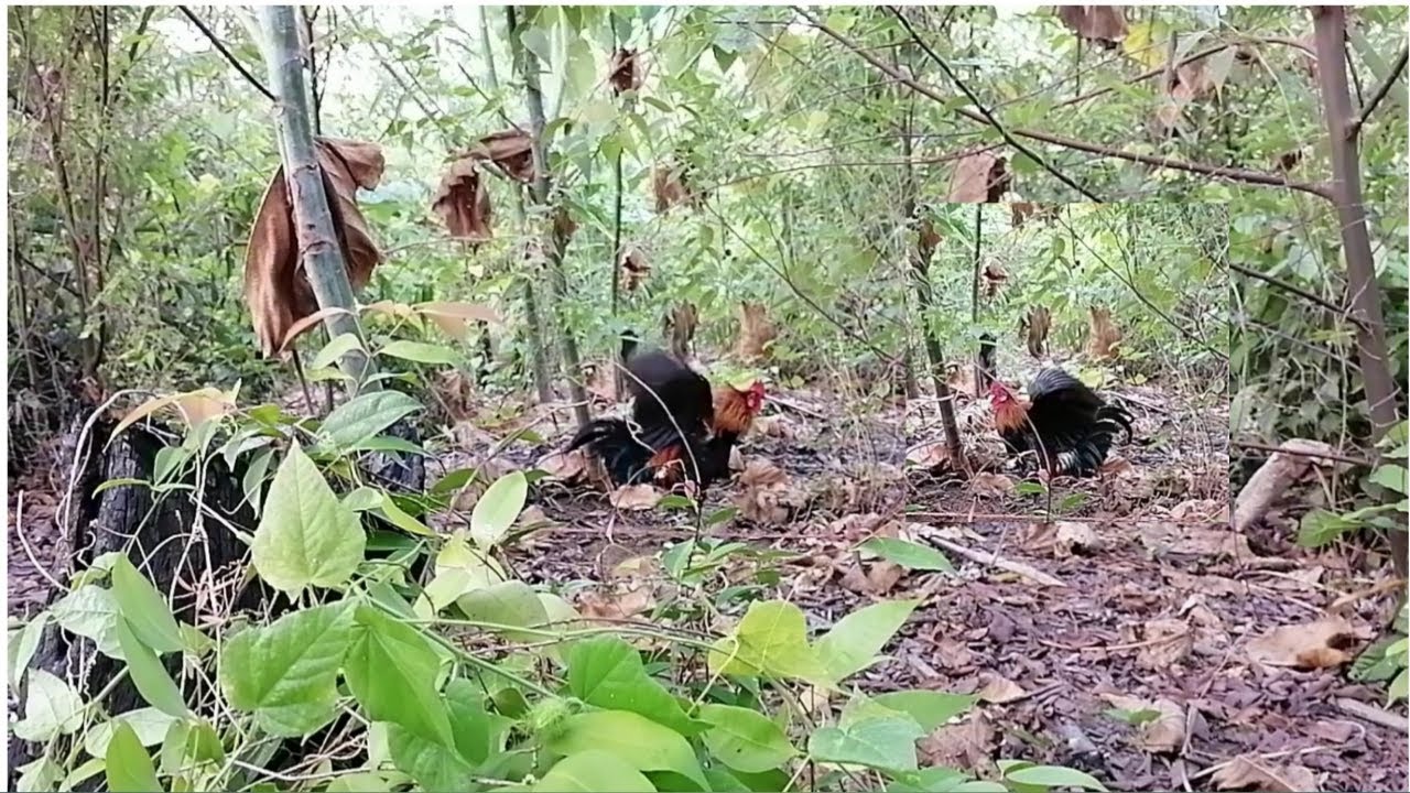 MGA BAGAY NA HINDI INAASAHAN SA PANGANGATI NG LABUYO(WILD CHICKEN)