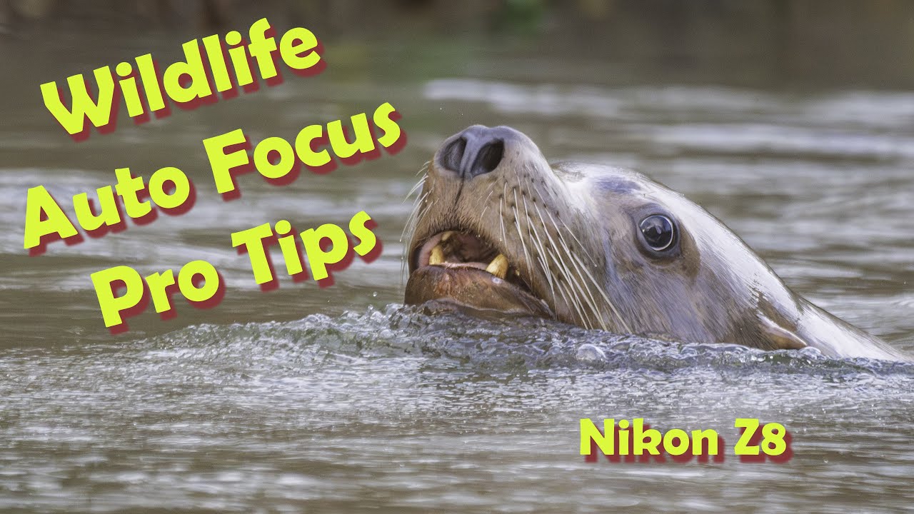 Nikon Z8 Wildlife Auto Focus Tips- Some great pro tips for AF settings on an amazing shoot.