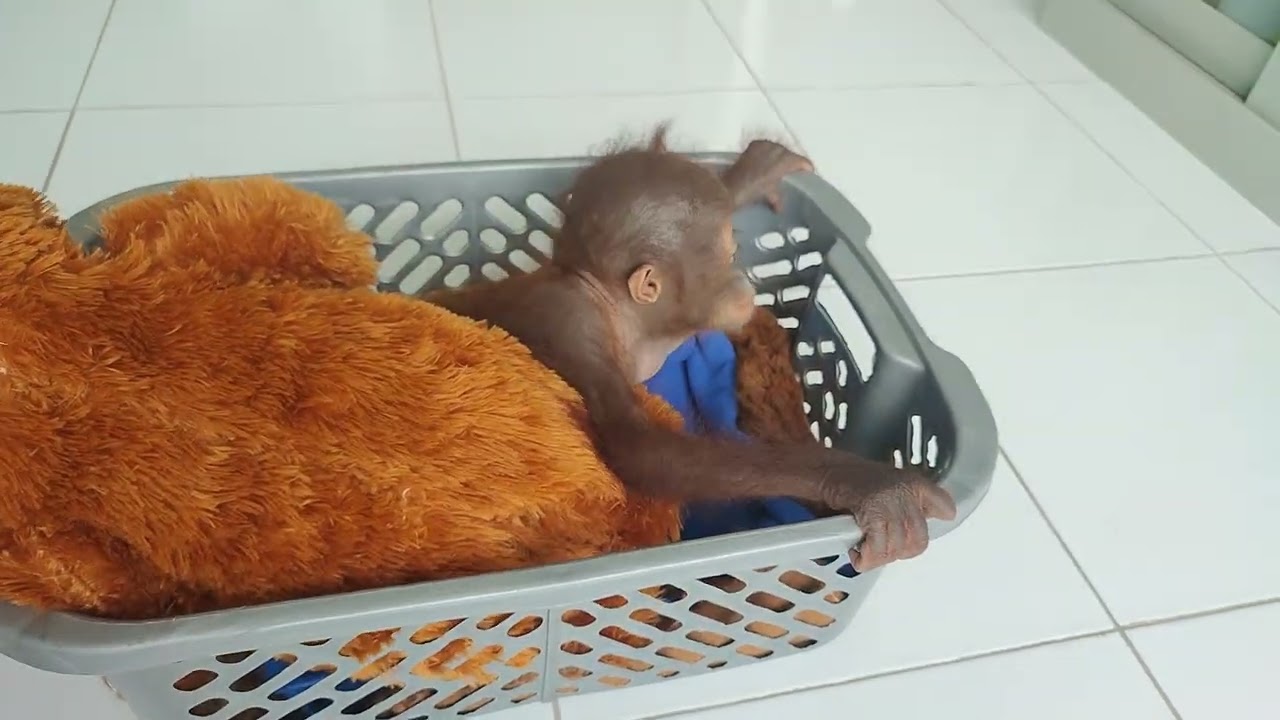 Orphaned baby orangutan snuggles with soft toy