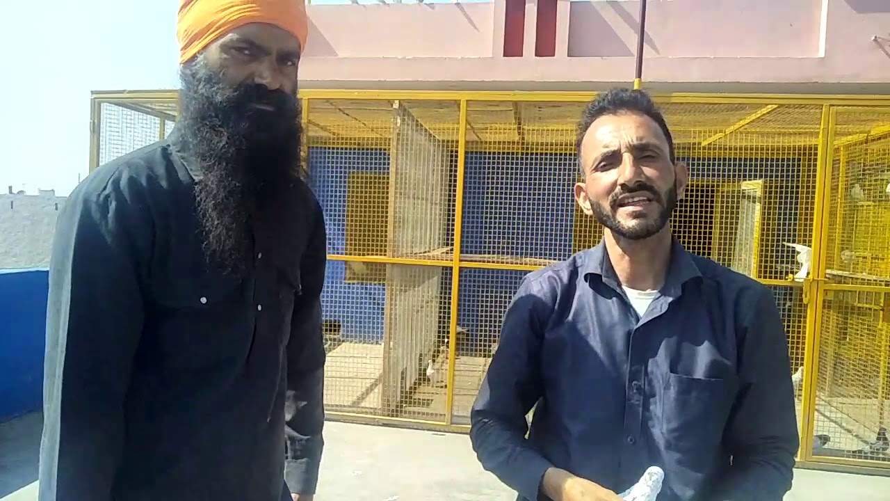 ਸੋਲਾ ਘੰਟੇ ਉਡਾਰ ਹੈ ਇਸ ਕਬੂਤਰ ਦੀ. 16hour uddar he Es Kabooter ki.+0013474754885..usa.9888306910