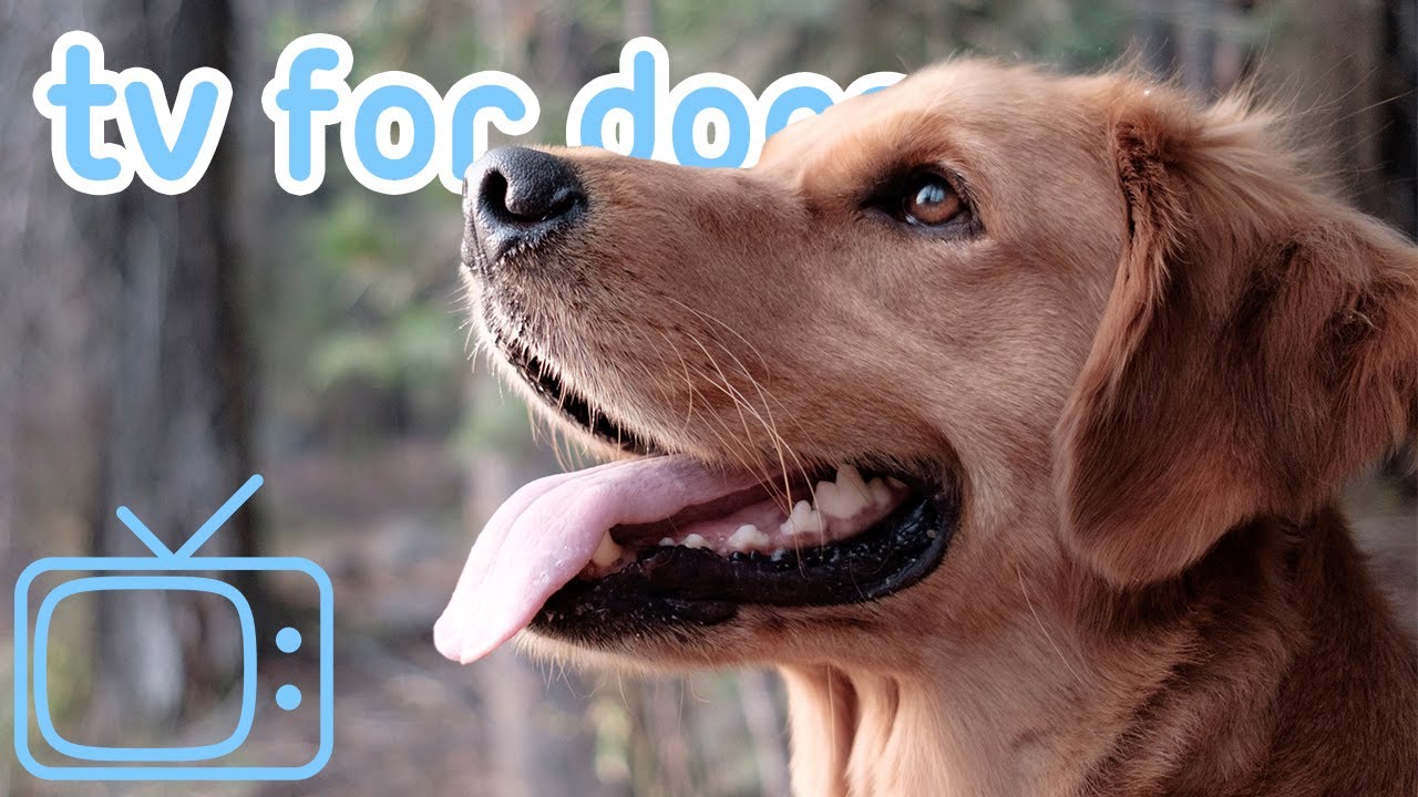 TV to Entertain Your Dog! Fun Drone TV for Bored Dogs! With Relaxing Music!