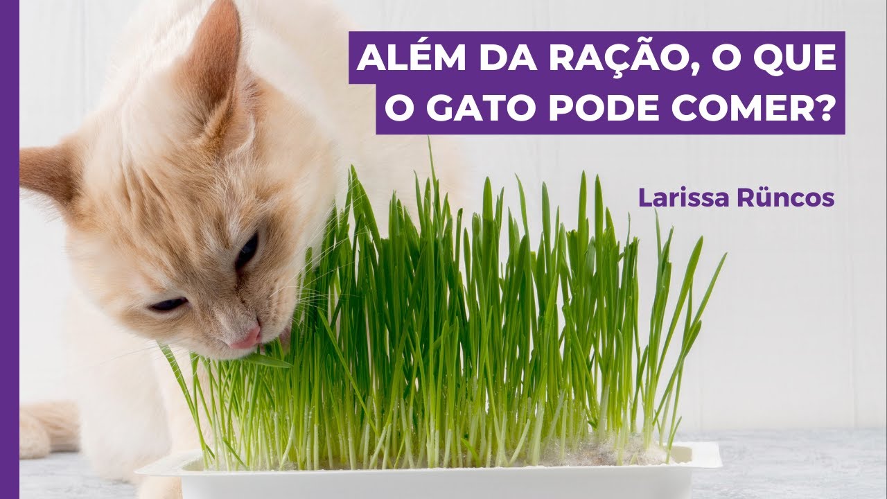 ALÉM DA RAÇÃO, QUAL ALIMENTO SEU GATO PODE COMER?