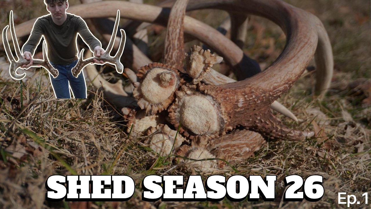 SHED SEASON 26 (GIANT 150+ MATCH SET)