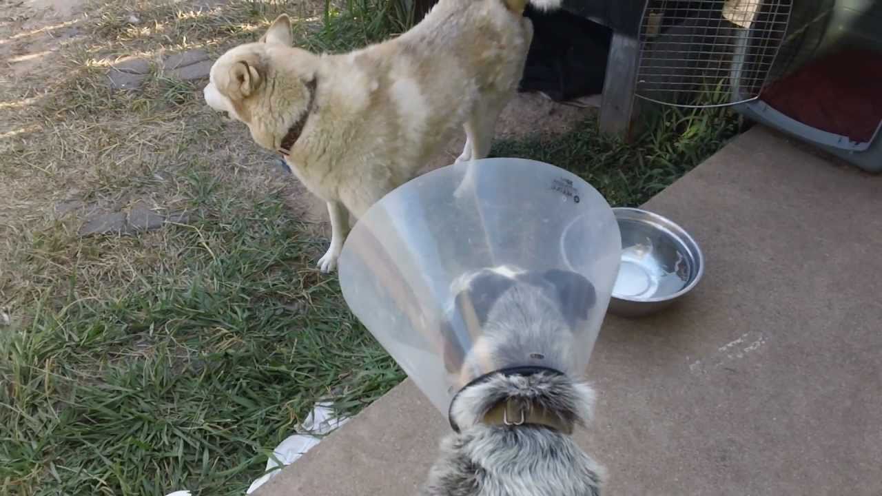 DOG COMES BACK TO LIFE!!! 7/22/2011