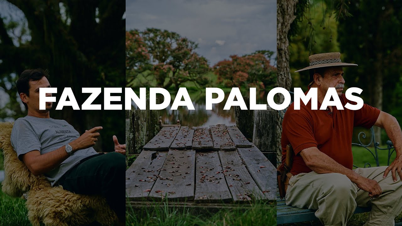 Fazenda Palomas em Santana do Livramento RS - Cordeiros criados a pasto no pampa gaúcho