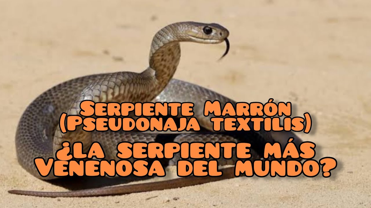 Todo lo que debes conocer sobre la Serpiente Marr&oacute;n