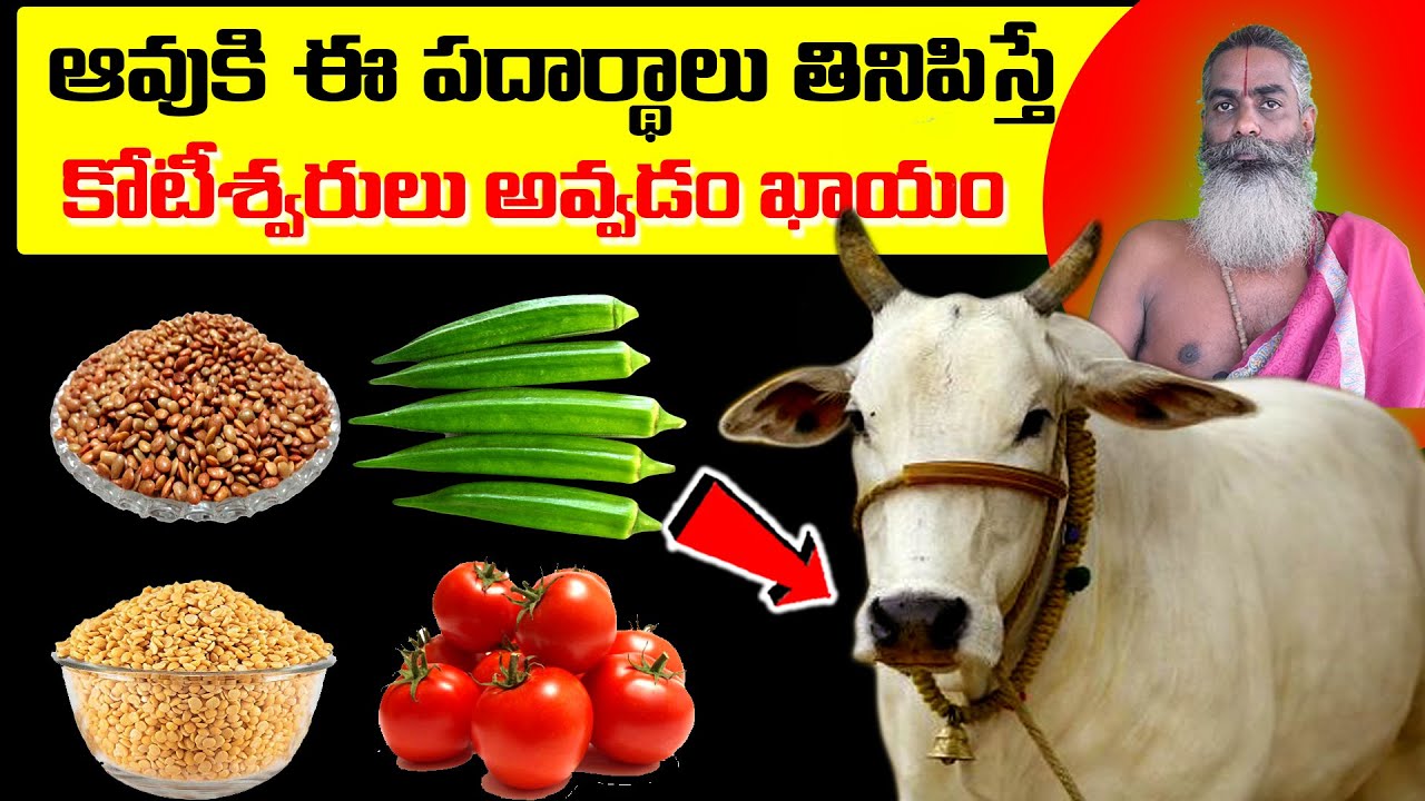 ఆవుకి ఈ పదార్థాలు తినిపిస్తే తరతరాలు కూర్చుని తిన్నా తరగని ఆస్థి వస్తుంది || Gomatha Pooja benefits