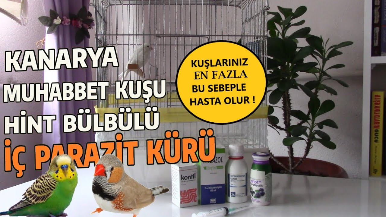 Kanarya, Muhabbet Kuşu, Hint Bülbülü İç Parazit Önleyici ve Tedavi Edici Kür Uygulaması