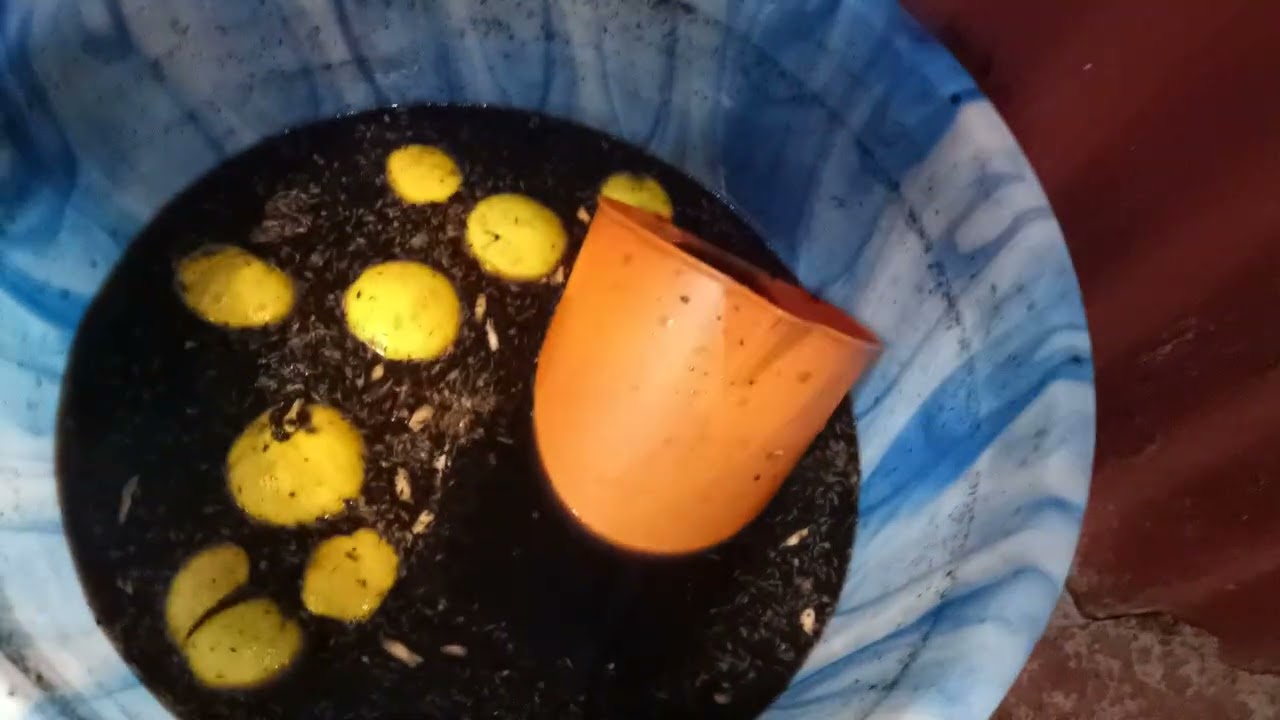 ተመልሻለሁ እዳረሱኝ