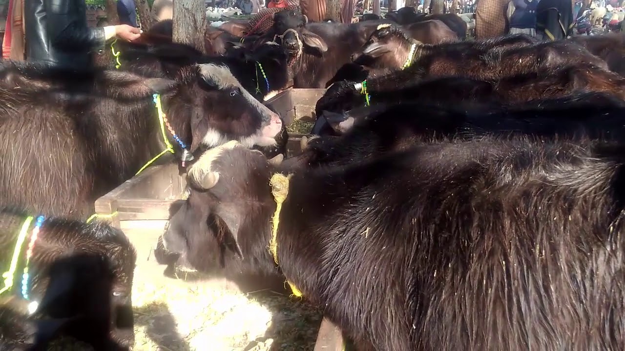 Katta farming/ Sahiwal  moweshi mandi