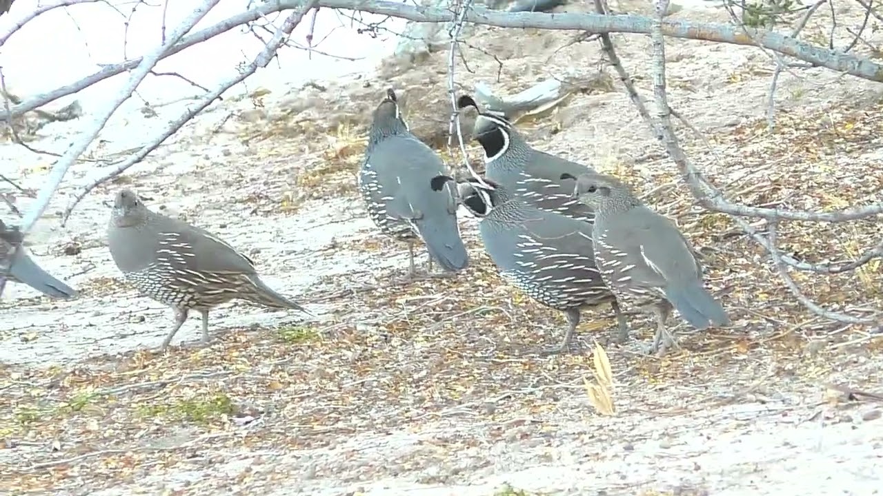 Youngster road runner requests food from parent, humans show up, and the quail return!