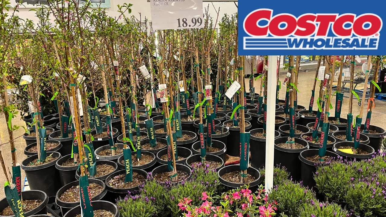 COSTCO FRUIT TREES, FLOWERS IN STORE WALKING spring 2023