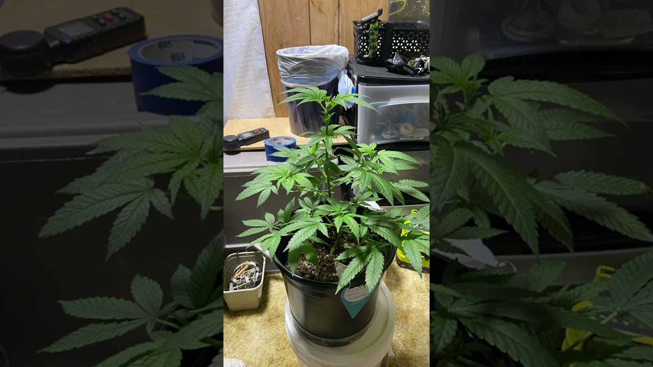 This lady here is rainbow melon by 42 fastbuds canopy looking good she is looking good LFG!!!!￼