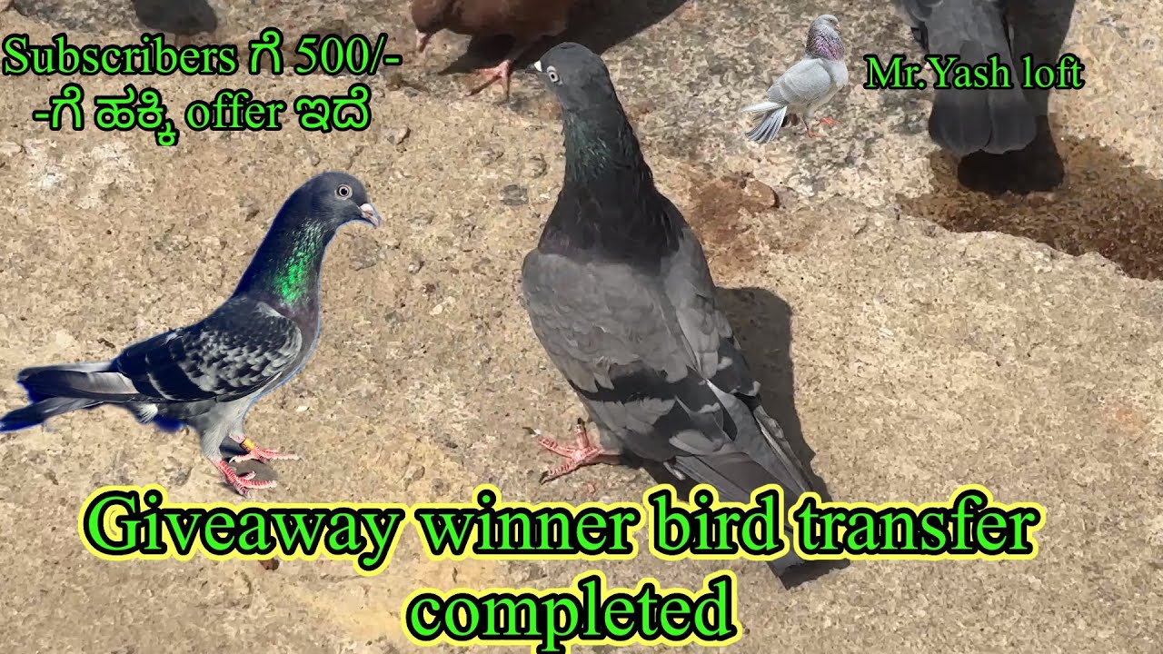 Giveaway winner bird transfer  completed ||Subscribers ಗೆ 500/-ಗೆ ಹಕ್ಕಿ offer ಇದೆ #pigeon #kannada 
