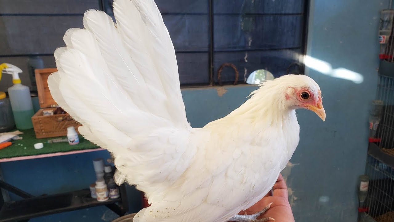 Algunos de los pollitos mas pequeños || Gallos miniatura azteca KIKIRIKIS