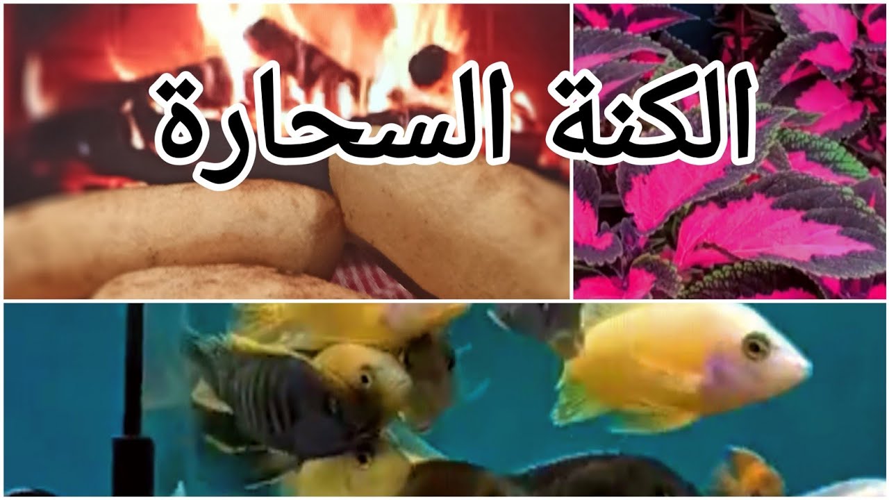 خبز السميد ناجح100%،الكنة السحارة و مادارات في العجوز نحي على خاطرك لا تقتلك غمة.