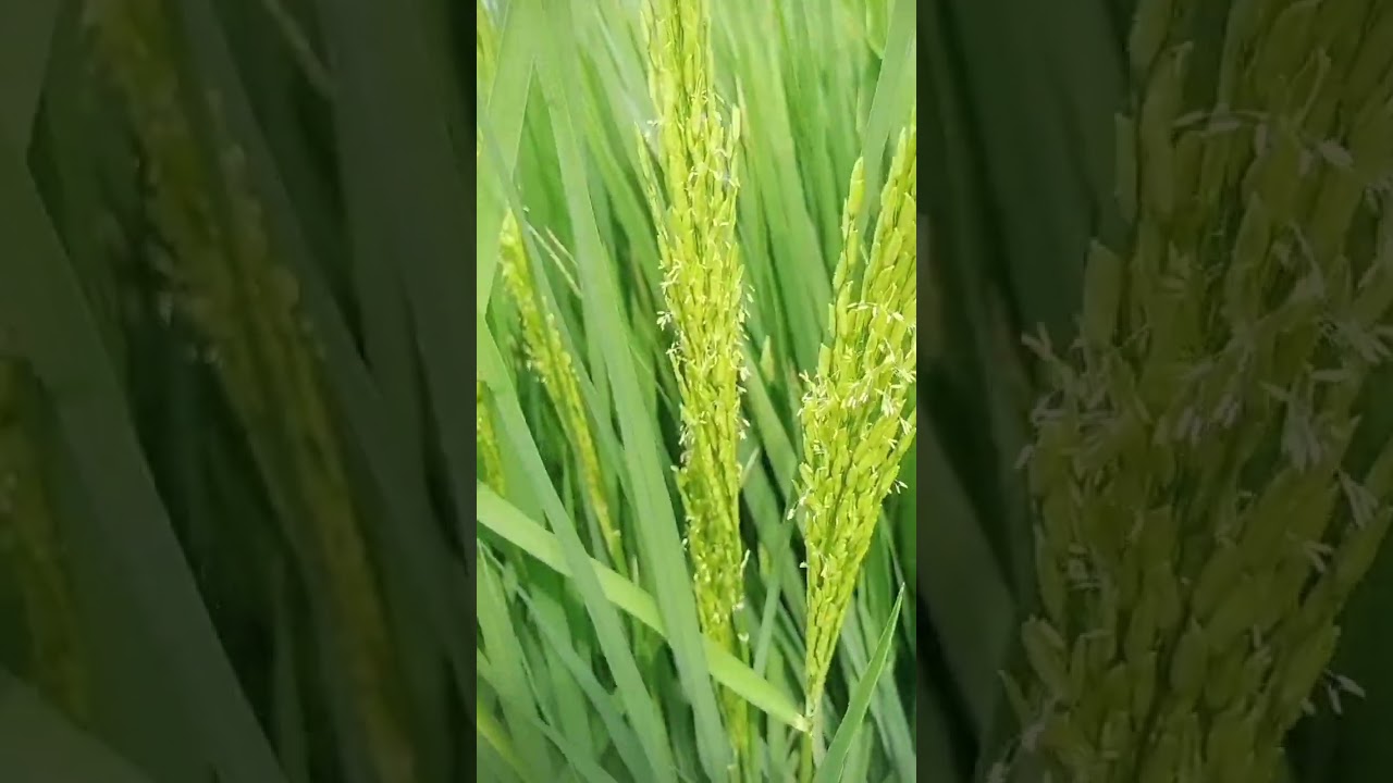 rice flowering and pollination stage