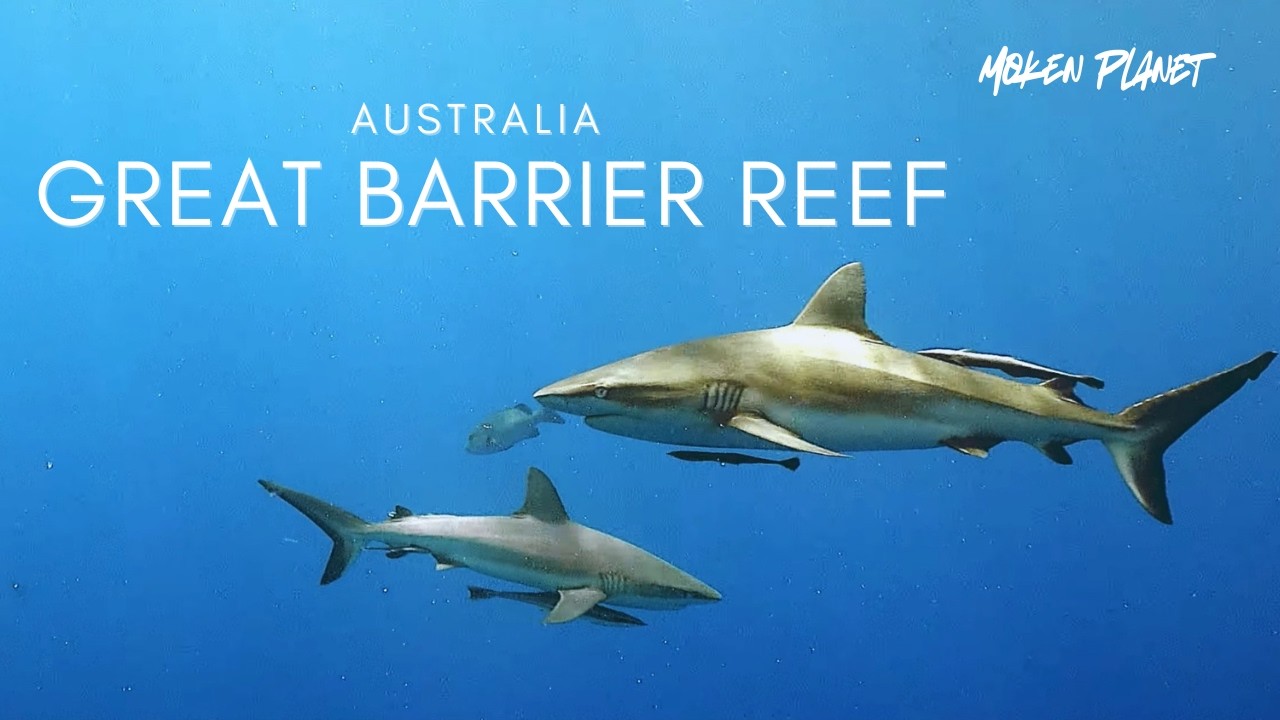 UNCOVERING AUSTRALIA HIDDEN GEMS ︱ BARRIER REEF AND CORAL SEA | WORLD BEST SCUBA DIVING︱4K HDR VIDEO