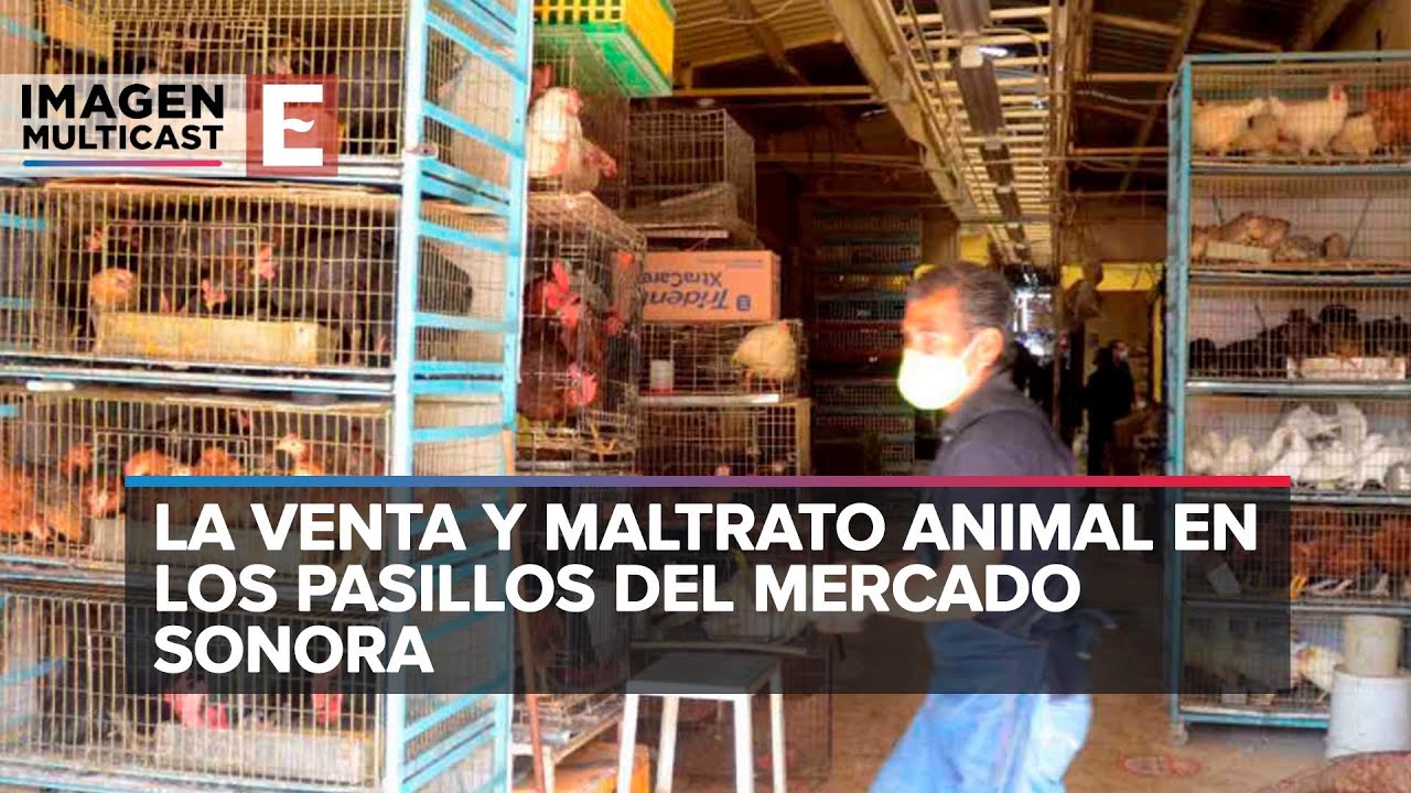 Sonora el mercado negro de los animales en CDMX; 66 años de abuso y maltrato
