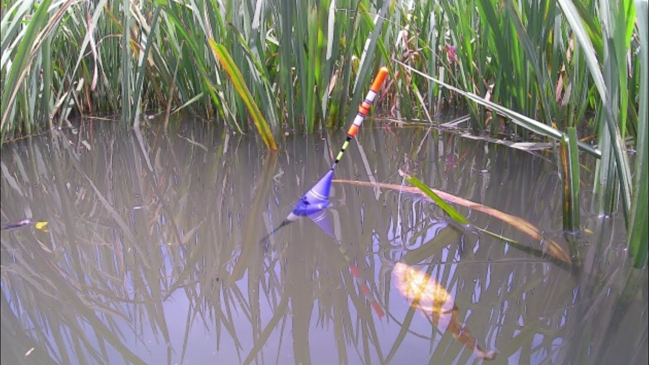 Tak Di Sangka, Sawah kelep jadi Ladang ikan,Plung lap Plung lap