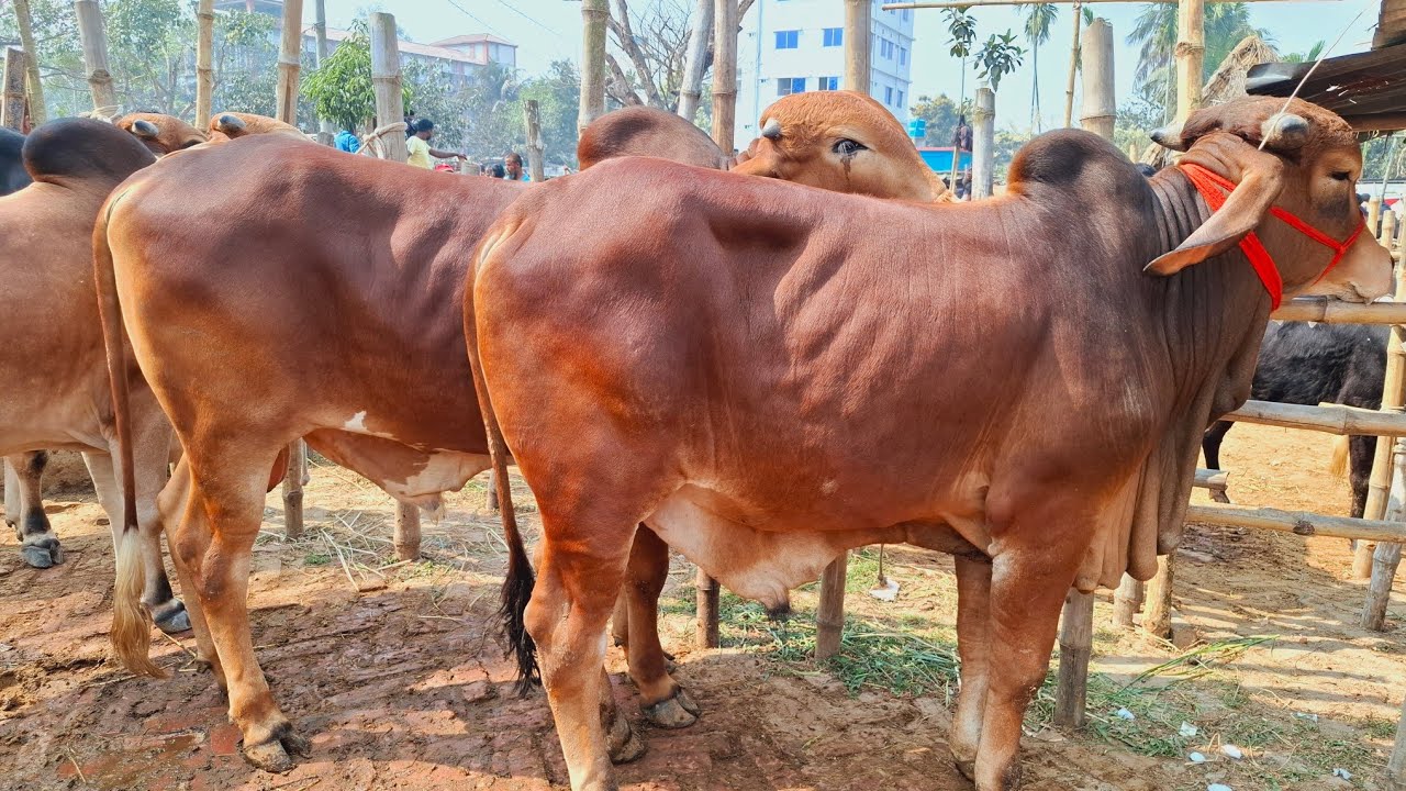 আজ ২০/২/২৬ | খামার উপযোগী শাহিওয়াল ষাঁড় গরুর দাম জানুন | আমবাড়ী হাট 