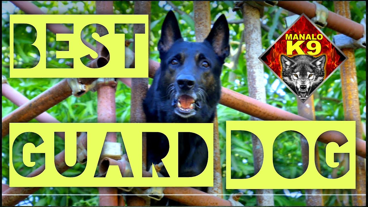 BEST GUARD DOG | HOME PROTECTION SECURITY K9
