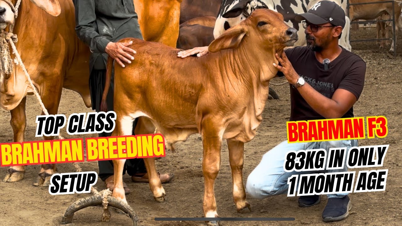 Elite Brahman Ka Shoq At Owais Cattle Farm. Brahman Breeding In Karachi. I M Wahaj Vlogs.