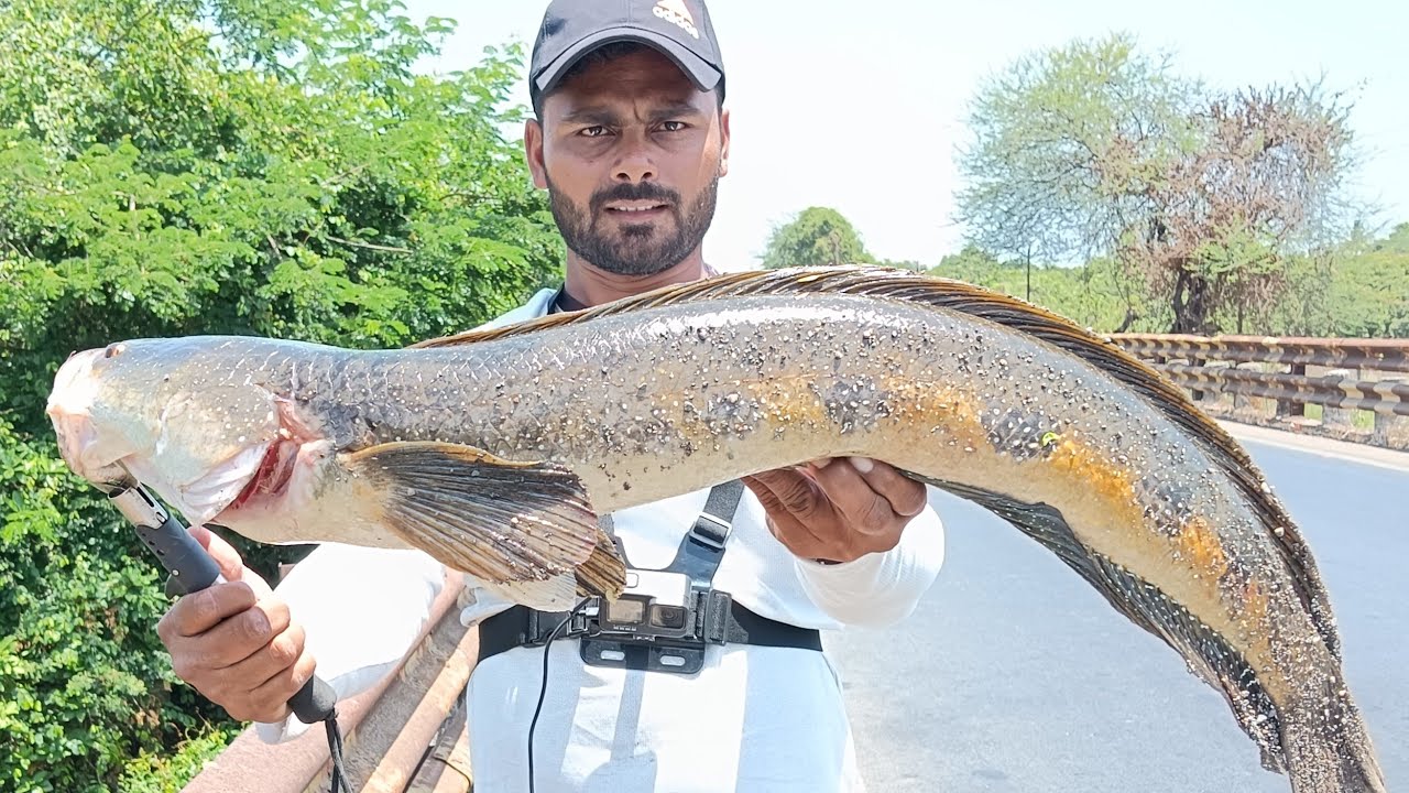 #snakehead ka shikar // maral pakadna siko