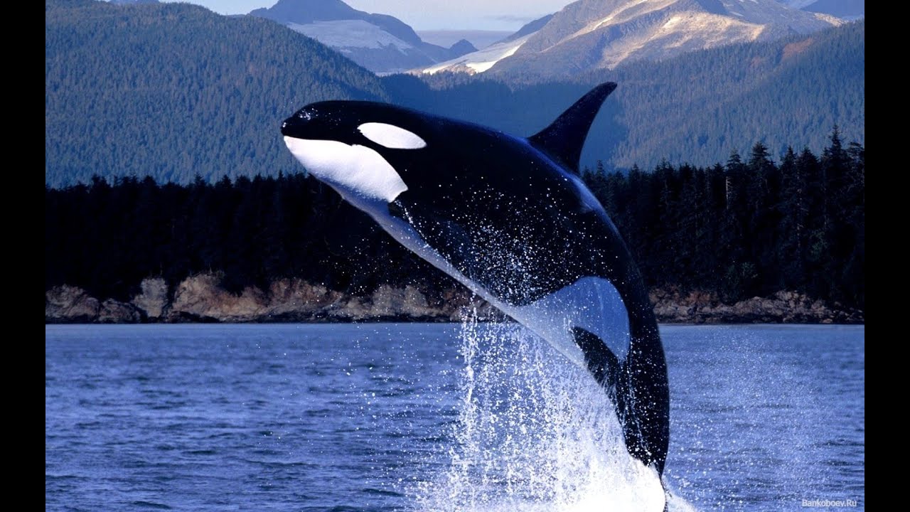 Orcas ( Spekkhoggere ) in Midsund   Norway